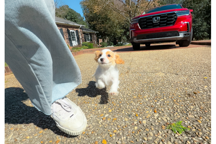 Best Cavachon Baby