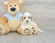 8 week old Cavachon Puppy For Sale - Simply Southern Pups