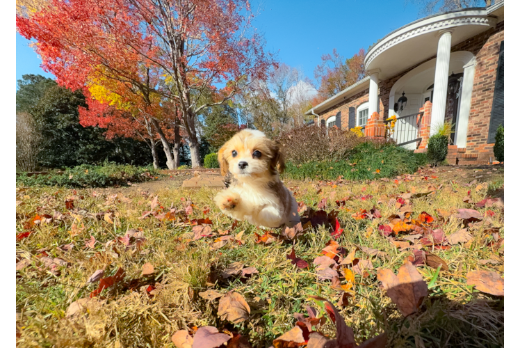 Cute Cavachon Designer Pup