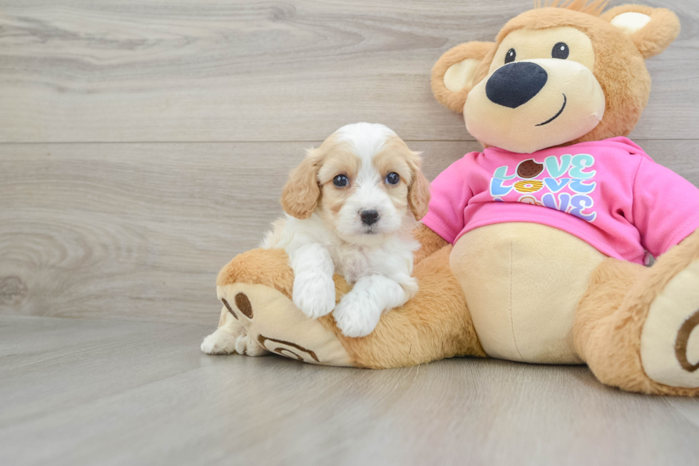 Friendly Cavachon Baby