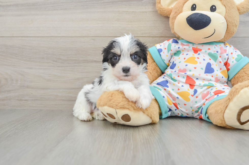 6 week old Cavachon Puppy For Sale - Simply Southern Pups