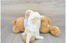 Popular Cavachon Designer Pup