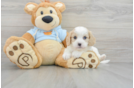 Cavachon Puppy for Adoption