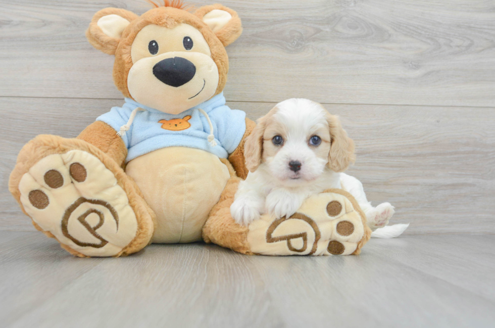 7 week old Cavachon Puppy For Sale - Simply Southern Pups