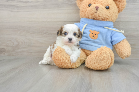 Popular Cavachon Designer Pup