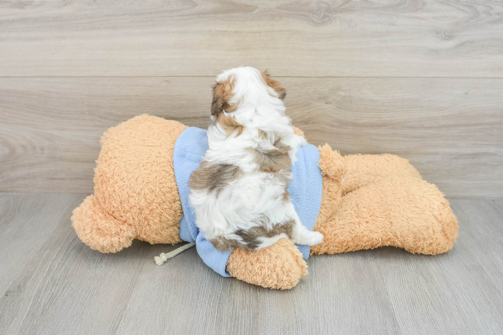 Cavachon Pup Being Cute