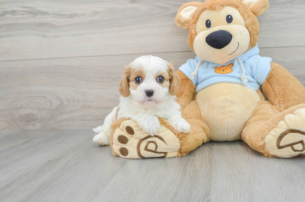 6 week old Cavachon Puppy For Sale - Simply Southern Pups