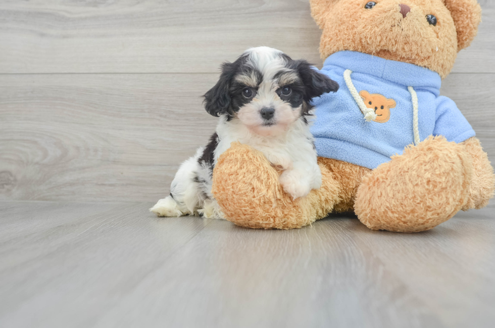 7 week old Cavachon Puppy For Sale - Simply Southern Pups