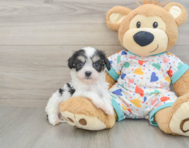 7 week old Cavachon Puppy For Sale - Simply Southern Pups