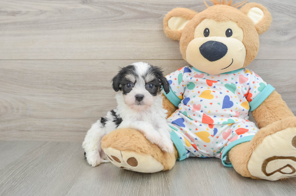7 week old Cavachon Puppy For Sale - Simply Southern Pups