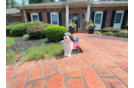 Cute Cavalier Bichon Designer Puppy