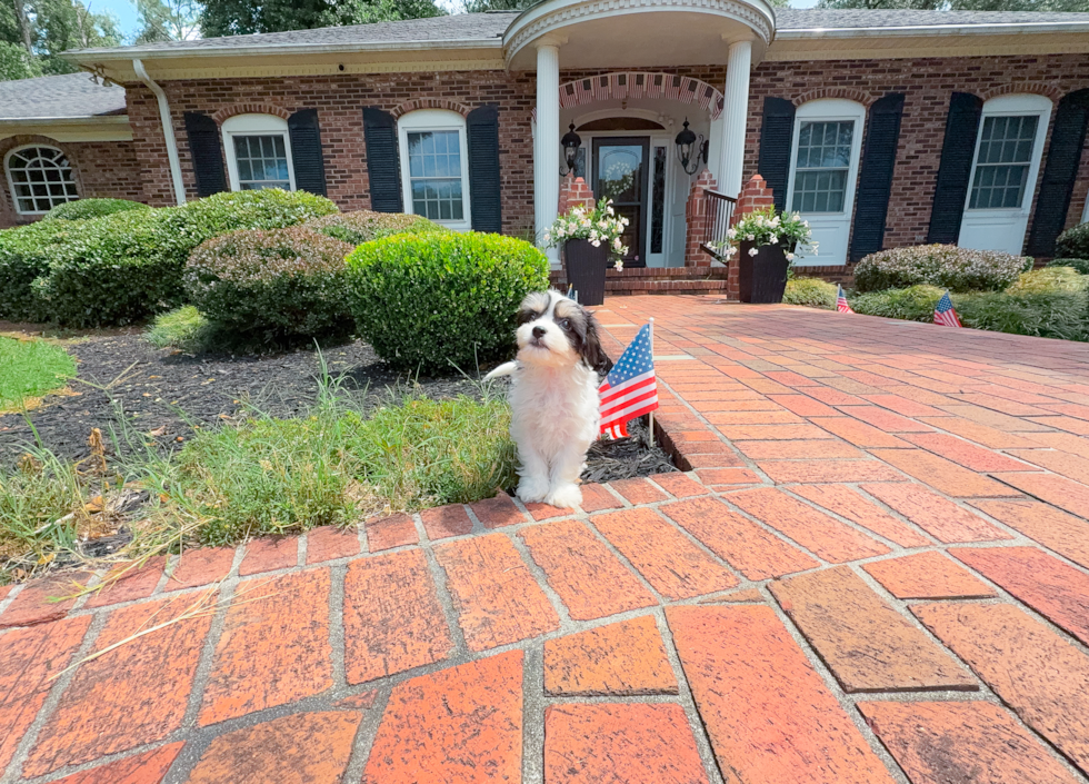 Cute Cavalier Bichon Designer Puppy