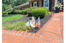 Cute Cavalier Bichon Designer Puppy