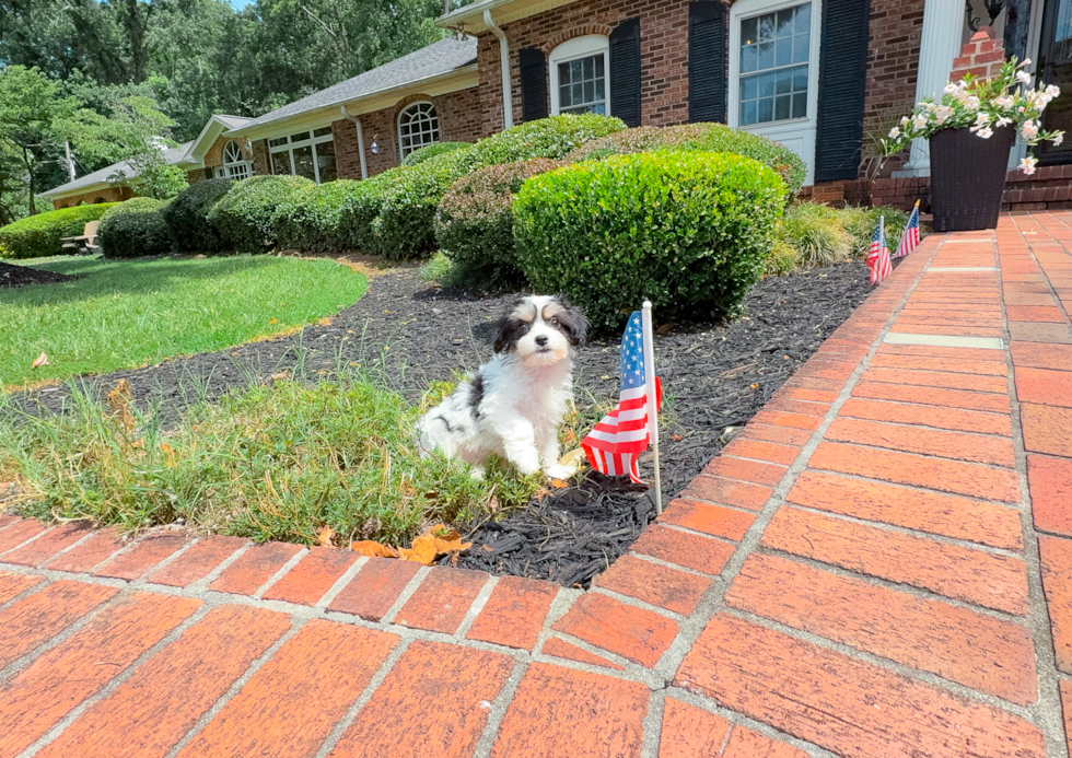 Cute Cavalier Bichon Designer Puppy