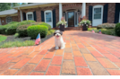 Cavachon Puppy for Adoption