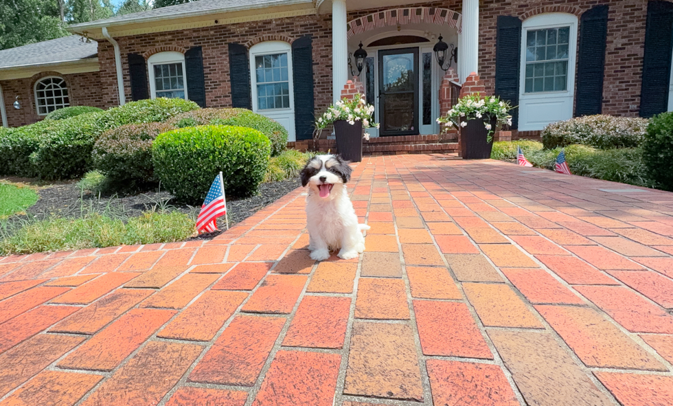 Cavachon Puppy for Adoption