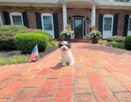9 week old Cavachon Puppy For Sale - Simply Southern Pups