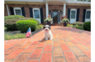 Cute Cavalier Bichon Designer Puppy
