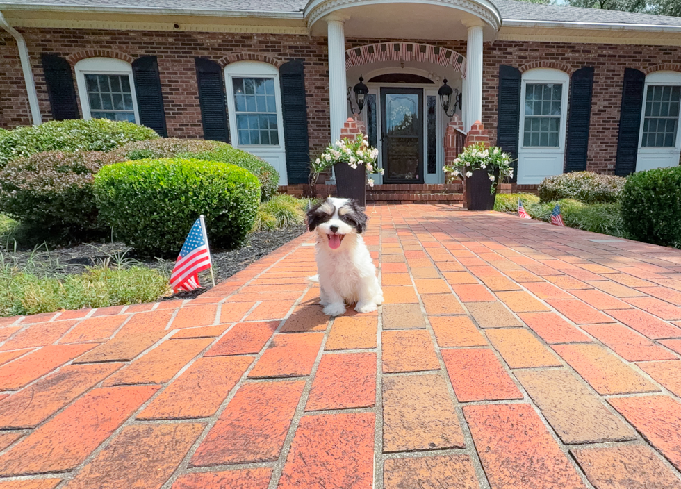 Cute Cavalier Bichon Designer Puppy