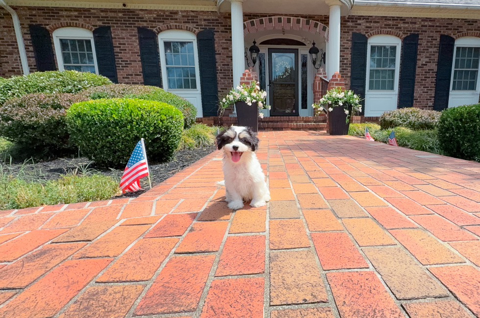 10 week old Cavachon Puppy For Sale - Simply Southern Pups