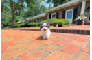 Cavachon Puppy for Adoption