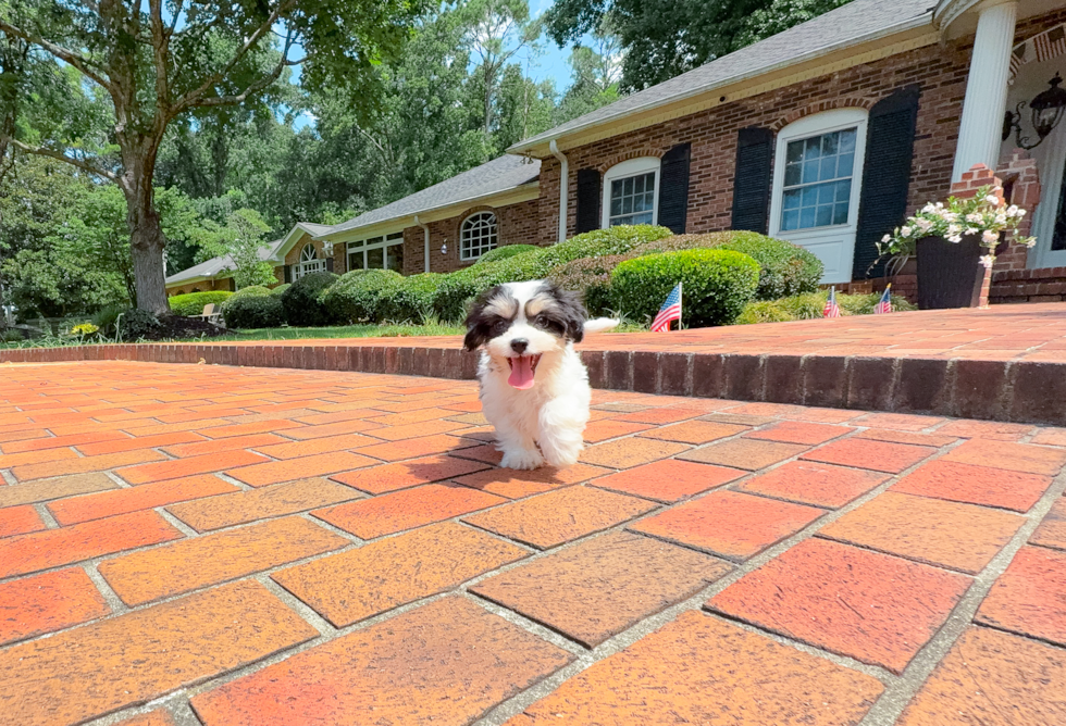 Cavachon Puppy for Adoption
