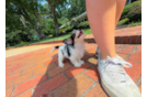 Cute Cavachon Designer Pup