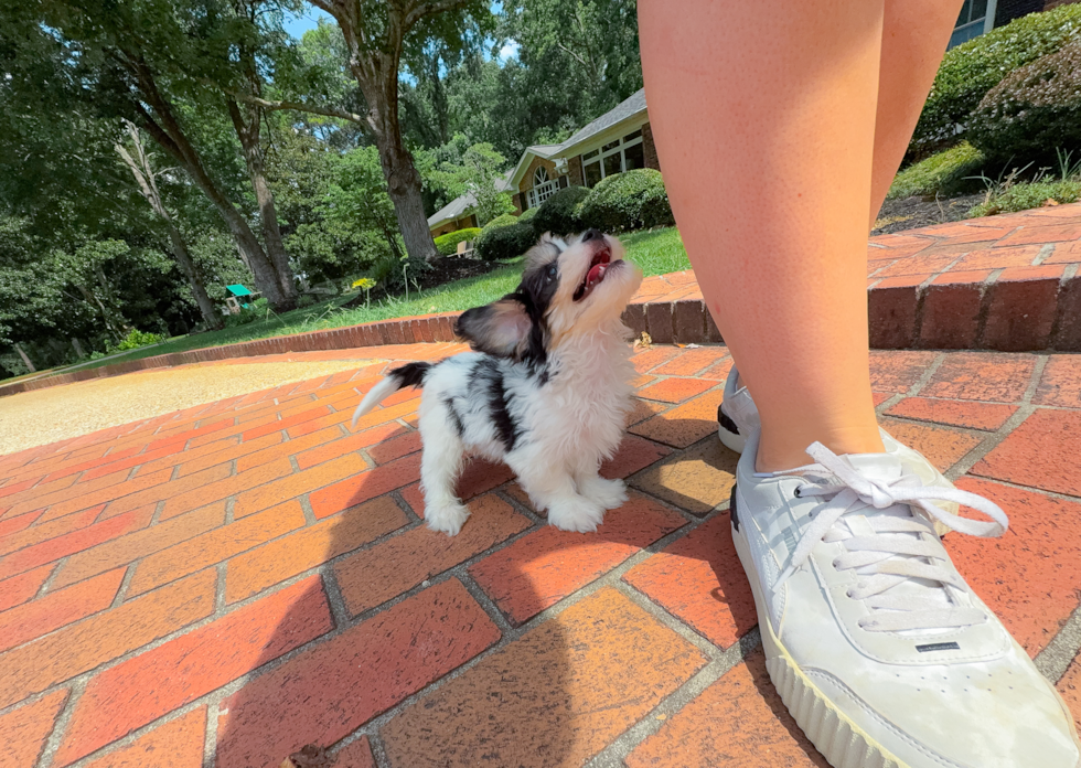 Cute Cavachon Designer Pup