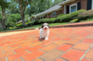Cute Cavachon Designer Pup