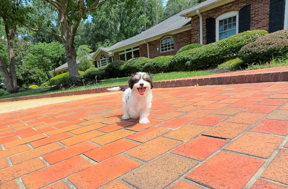 Cute Cavachon Designer Pup