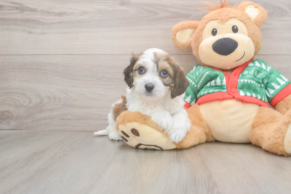 Cavachon Pup Being Cute