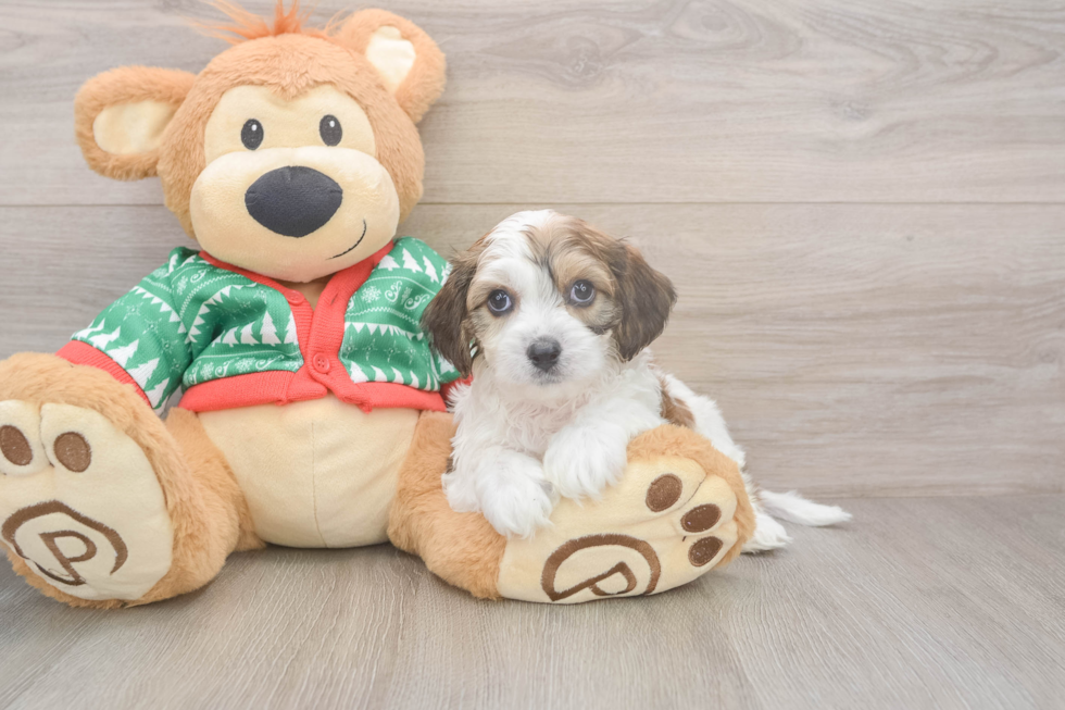 Adorable Cavalier Bichon Designer Puppy