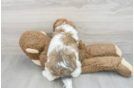 Cavachon Pup Being Cute