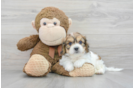 Playful Cavalier Designer Puppy