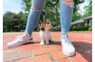 Cute Cavachon Designer Pup