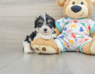 7 week old Cavachon Puppy For Sale - Simply Southern Pups