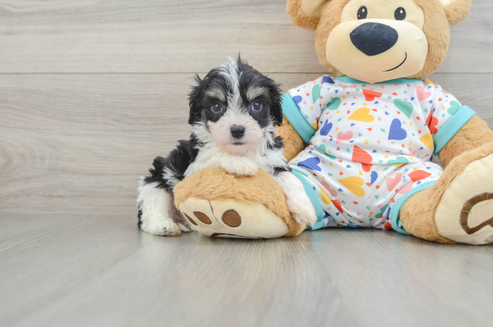 7 week old Cavachon Puppy For Sale - Simply Southern Pups