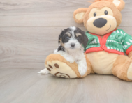 6 week old Cavachon Puppy For Sale - Simply Southern Pups