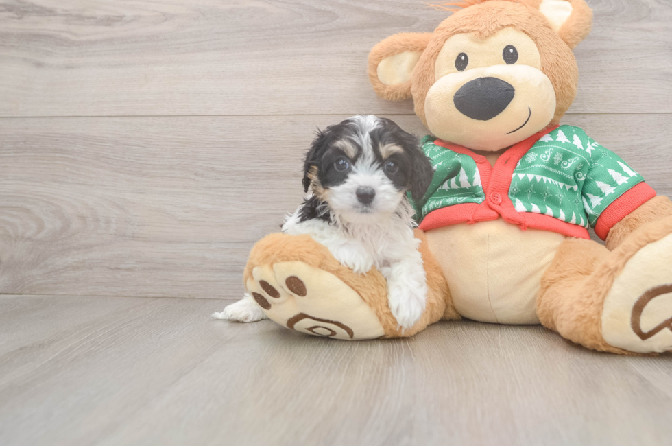 6 week old Cavachon Puppy For Sale - Simply Southern Pups