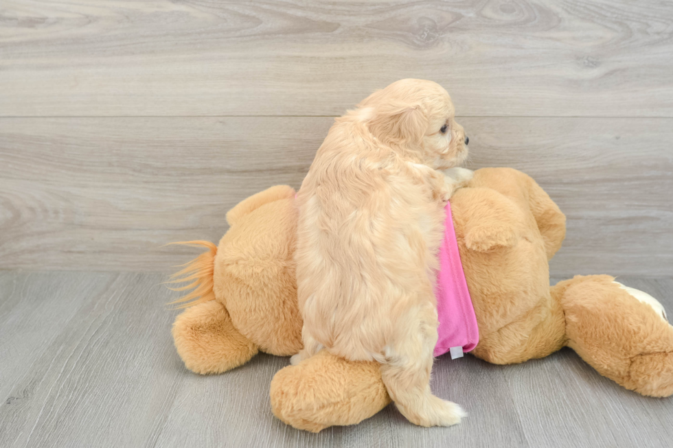 Best Cavachon Baby