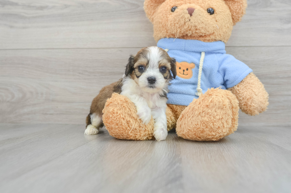 5 week old Cavachon Puppy For Sale - Simply Southern Pups