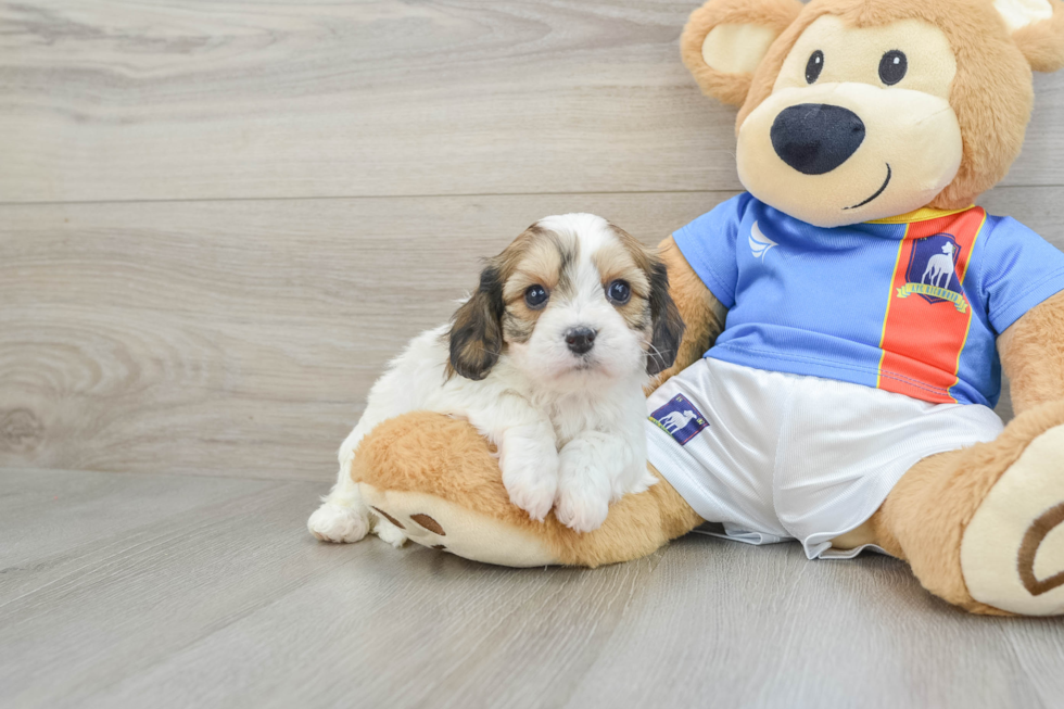 Cute Cavachon Baby