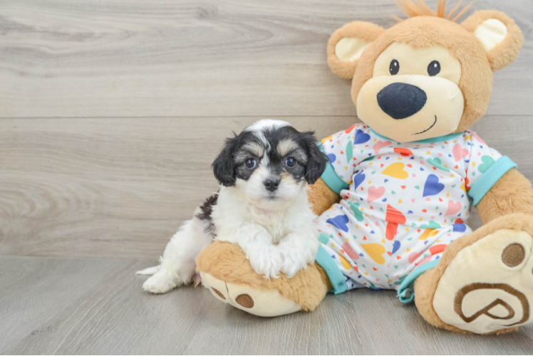 Smart Cavachon Designer Pup
