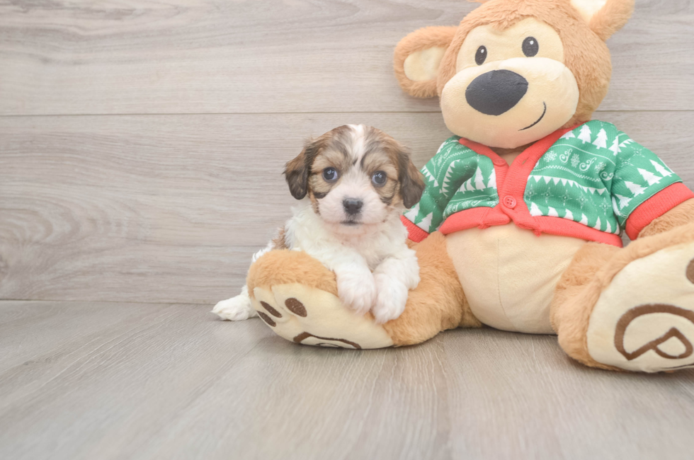 5 week old Cavachon Puppy For Sale - Simply Southern Pups