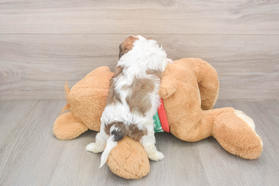 Popular Cavachon Designer Pup