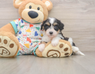 7 week old Cavachon Puppy For Sale - Simply Southern Pups