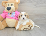 5 week old Cavachon Puppy For Sale - Simply Southern Pups