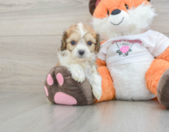 7 week old Cavachon Puppy For Sale - Simply Southern Pups