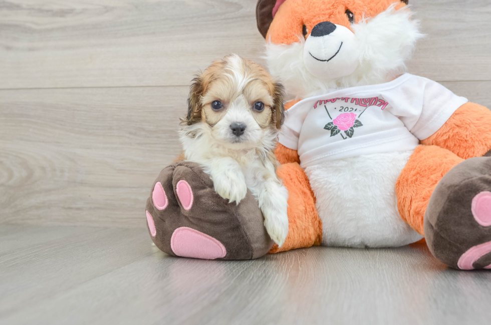 7 week old Cavachon Puppy For Sale - Simply Southern Pups