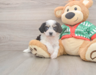 5 week old Cavachon Puppy For Sale - Simply Southern Pups